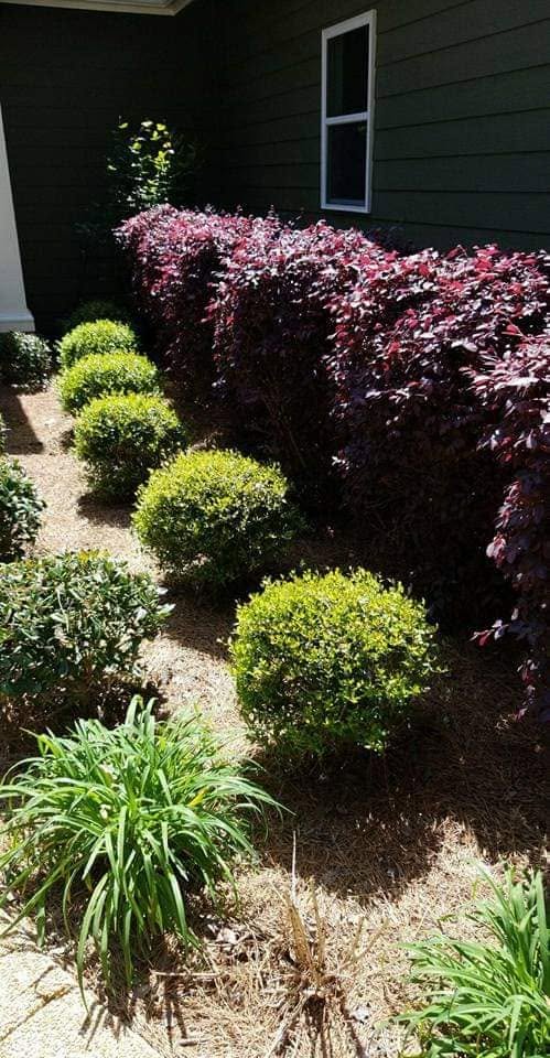 Manicured boxwoods and red-leaf shrubs