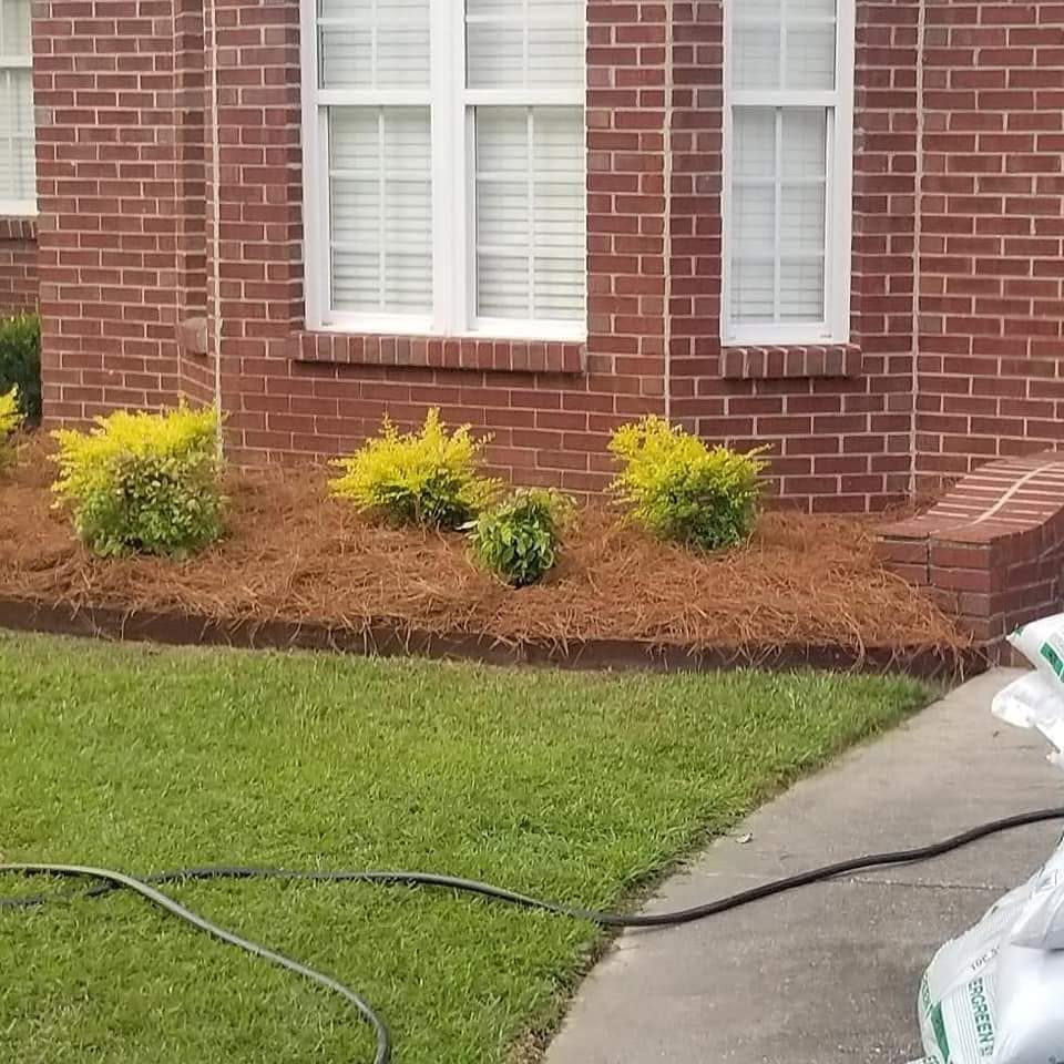 Fresh pine straw mulch and shrub bed